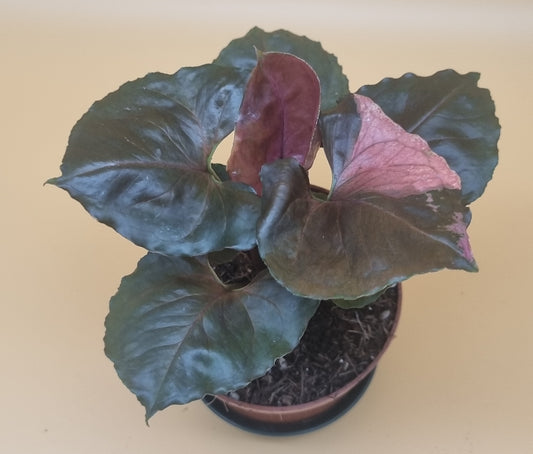 Syngonium strawberry ice