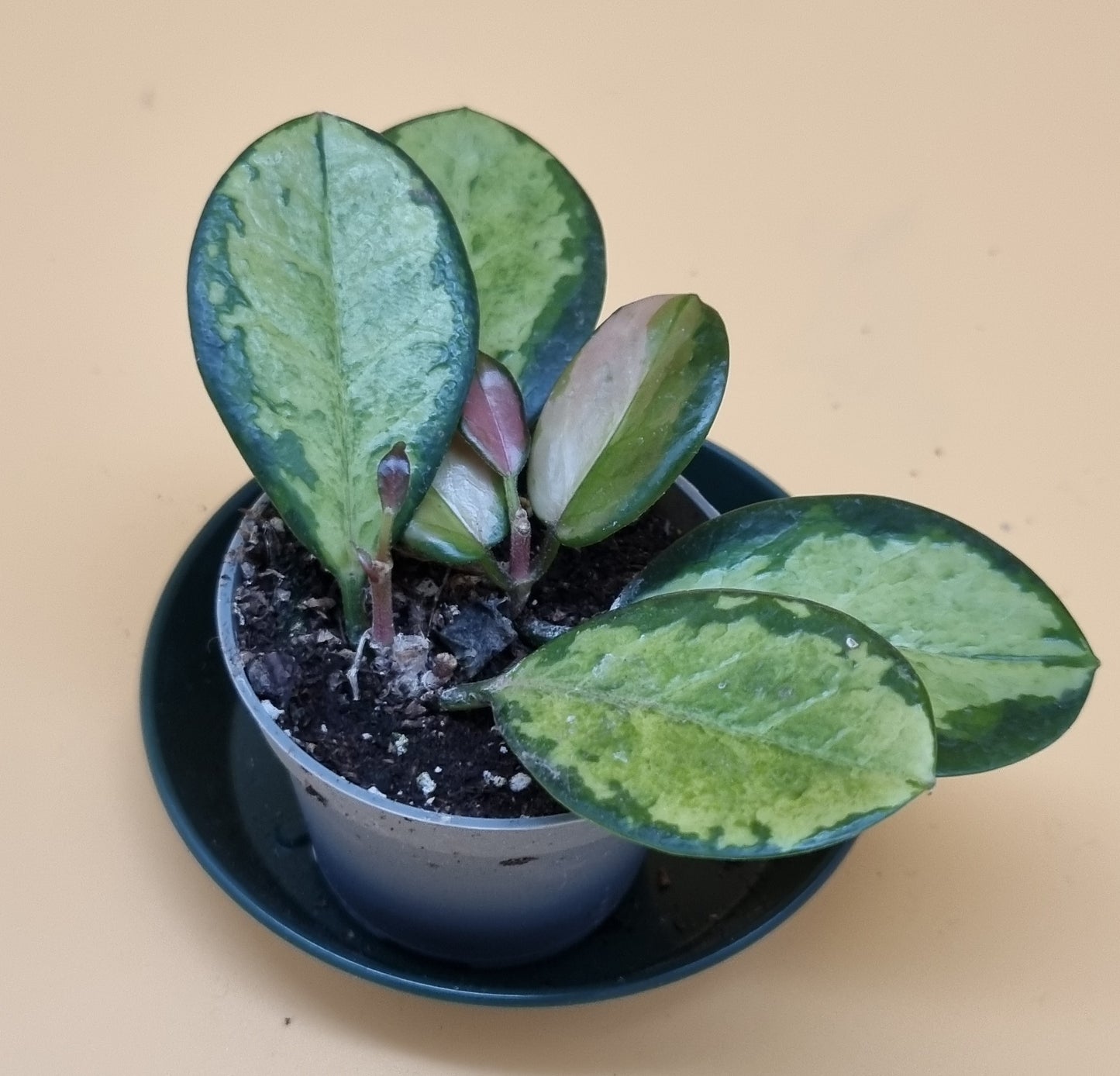 Hoya Tricolor