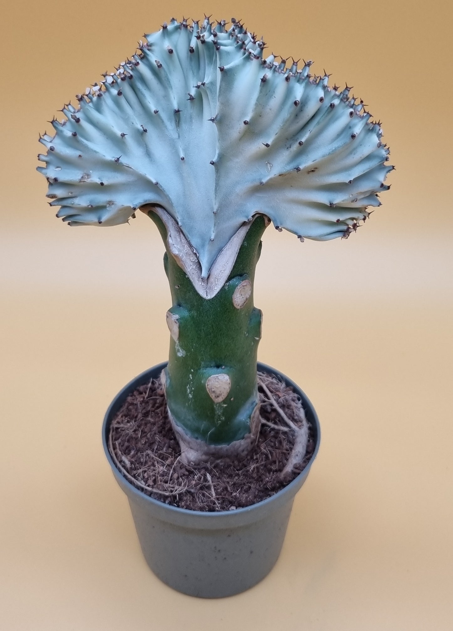 Euphorbia Lactea Christata