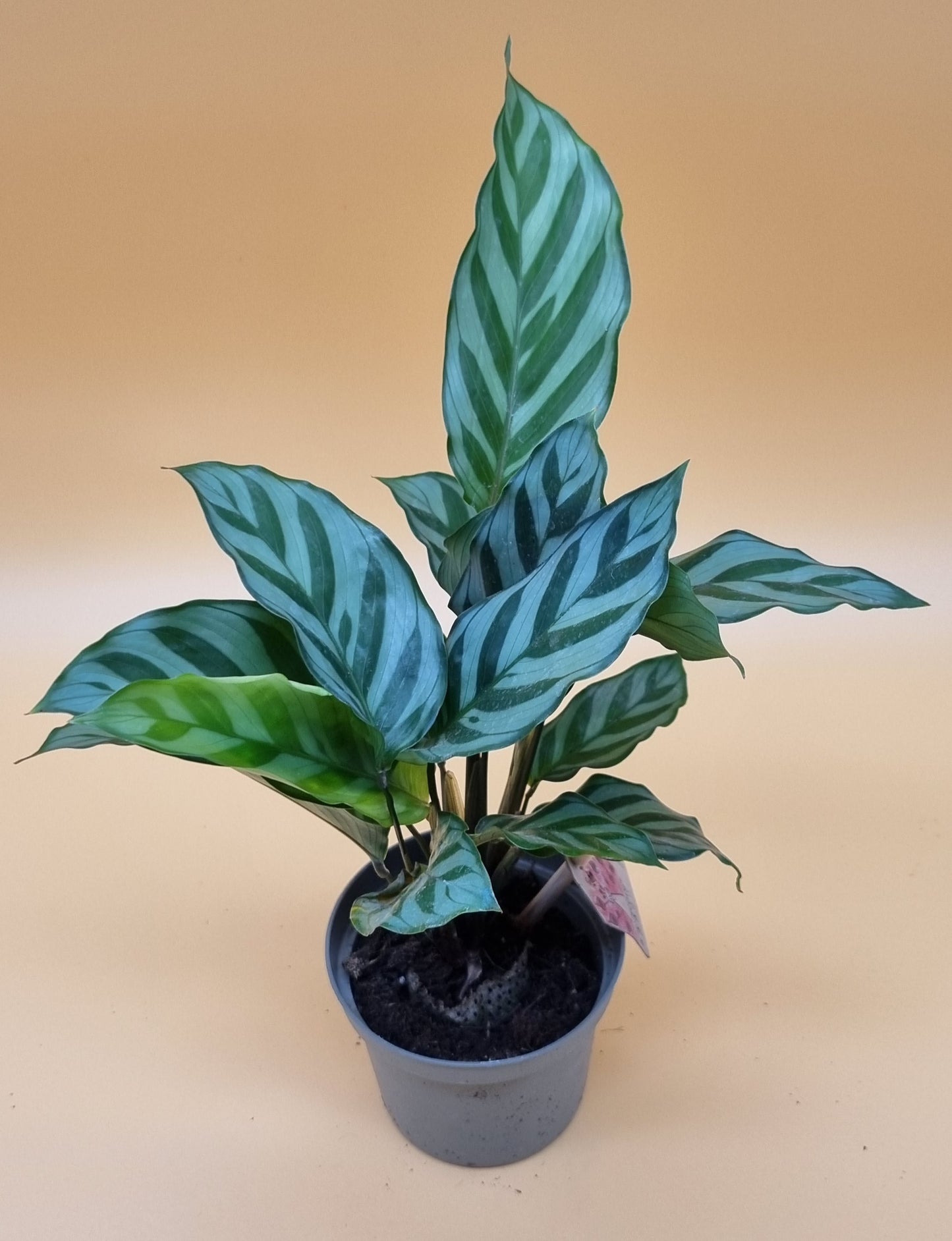 Calathea Freddie