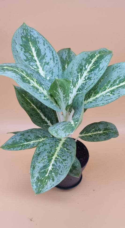 Aglaonema lemon mint