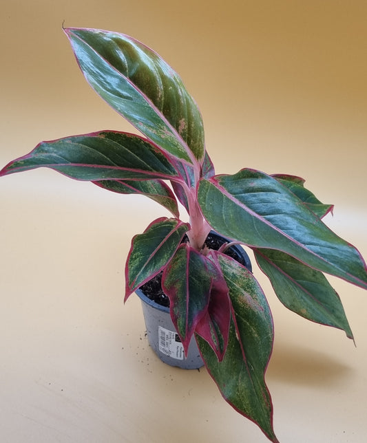 Aglaonema Red Siam