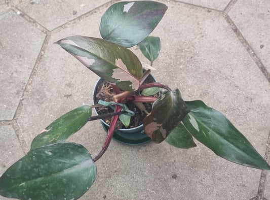 Philodendron pink princess