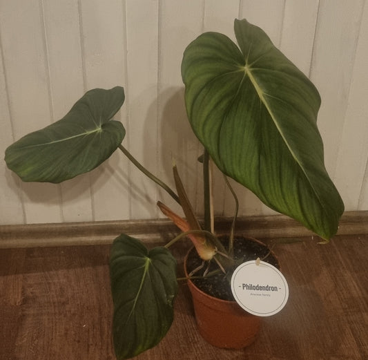 Philodendron MCDonwell