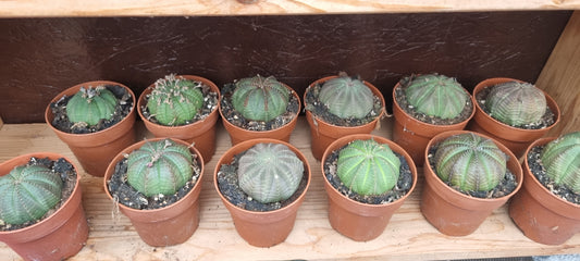 Euphorbia obesa