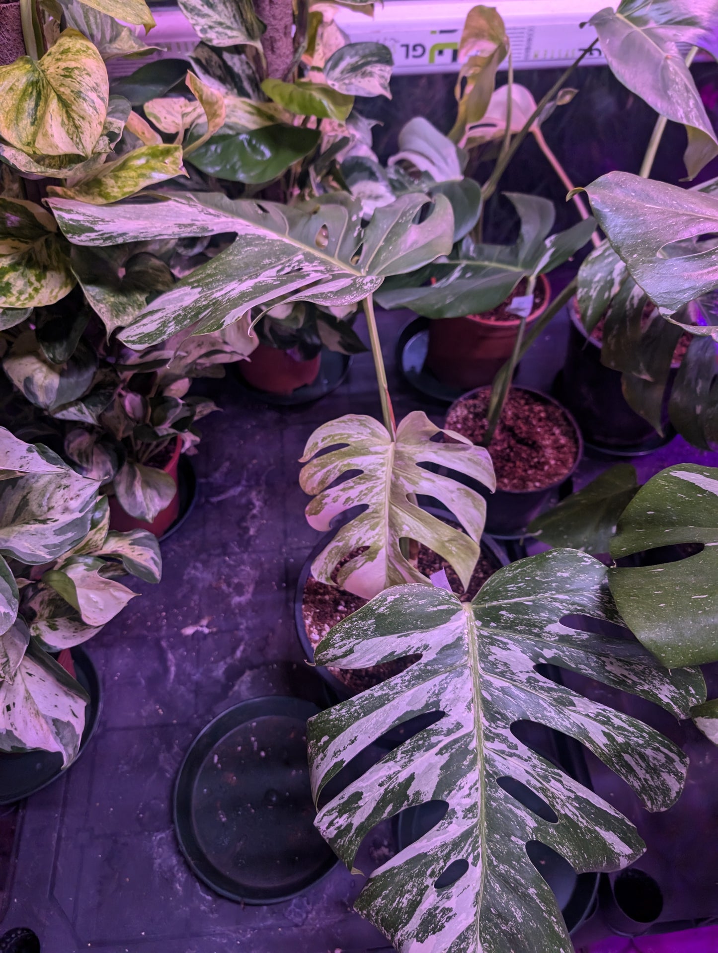 Monstera Deliciosa Variegata