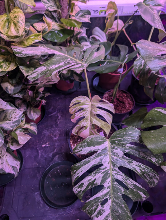 Monstera Deliciosa Variegata