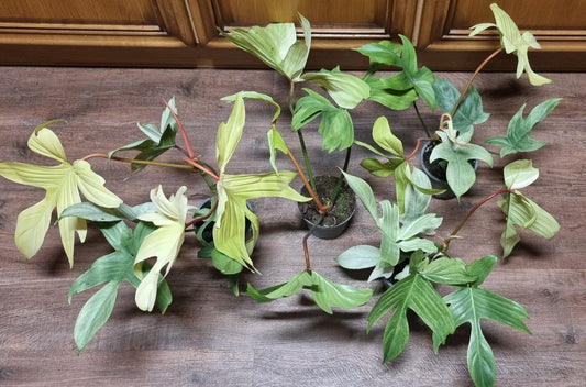 Philodendron Florida Ghost