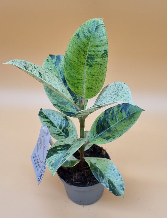 Ficus Shivereana moonshine