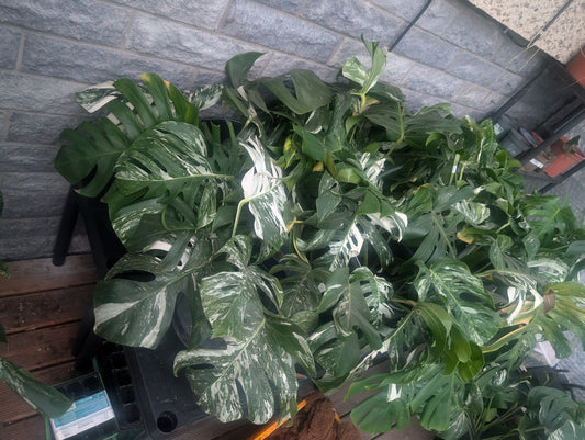 Monstera Variegata Stecklinge