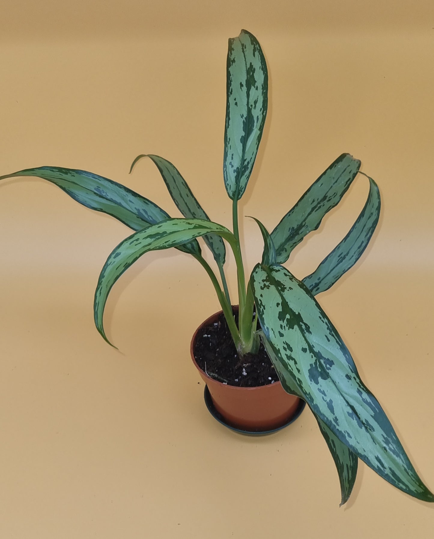 Aglaonema Cutlass