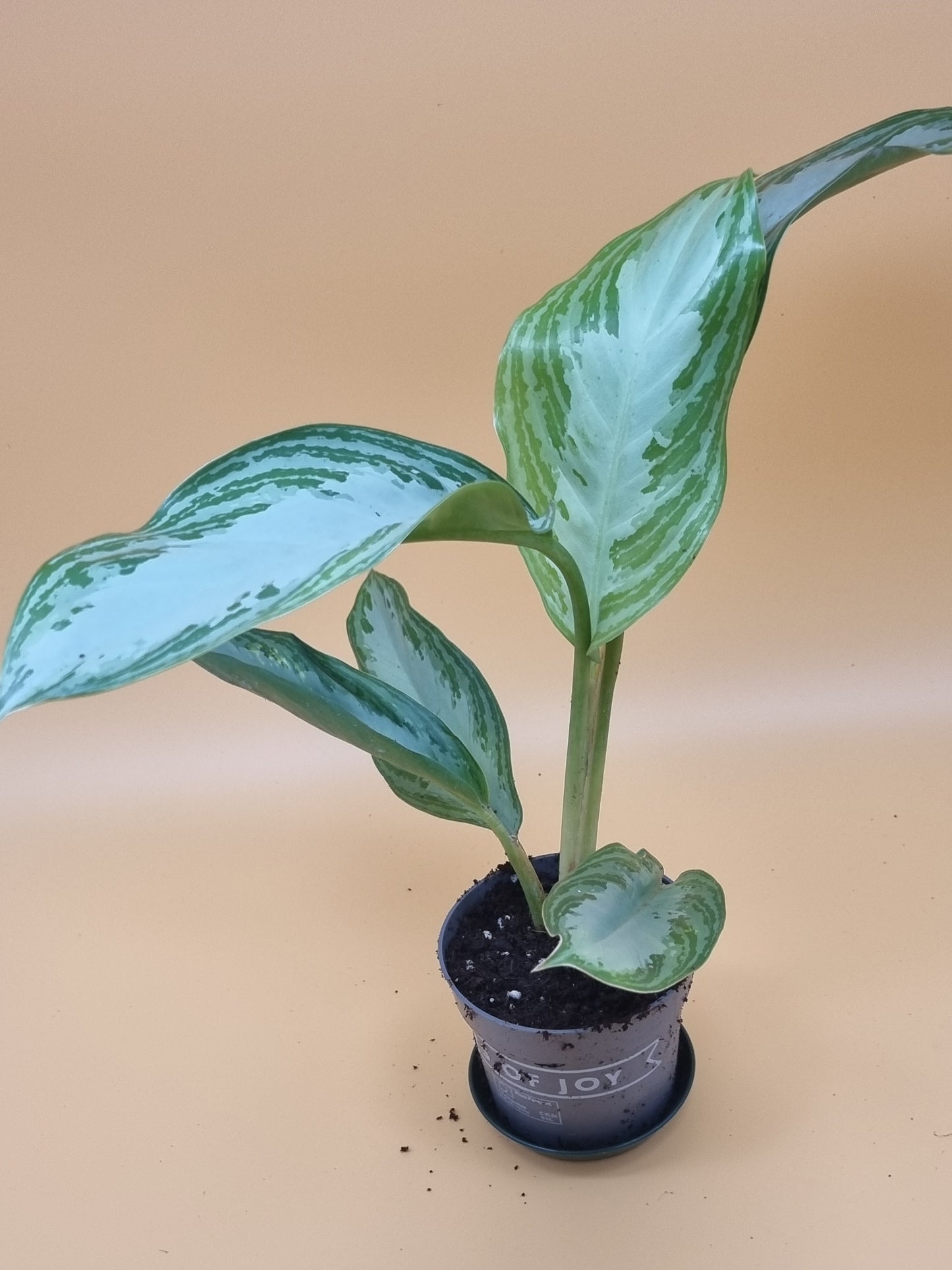 Aglaonema silver Queen