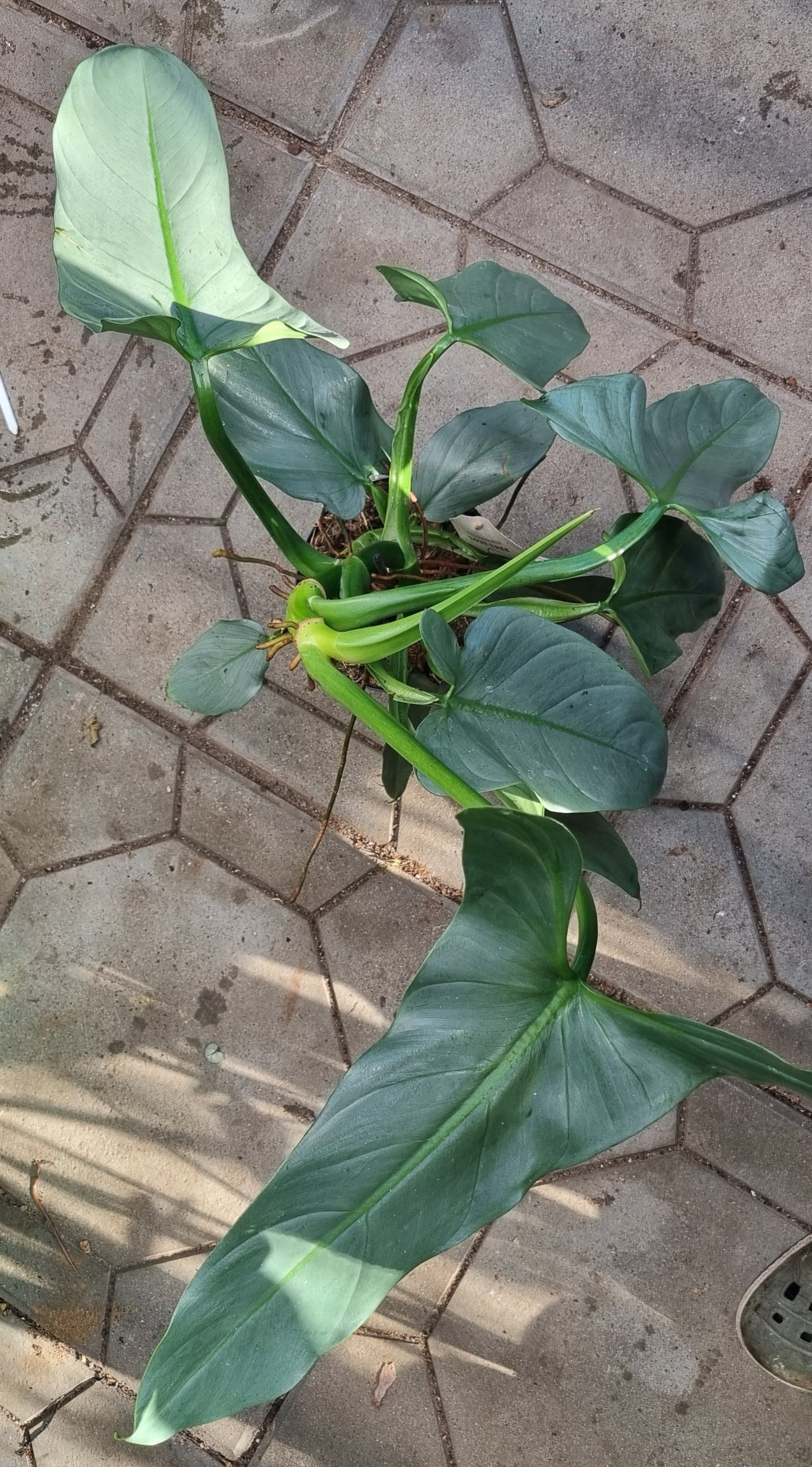 Philodendron silver Queen