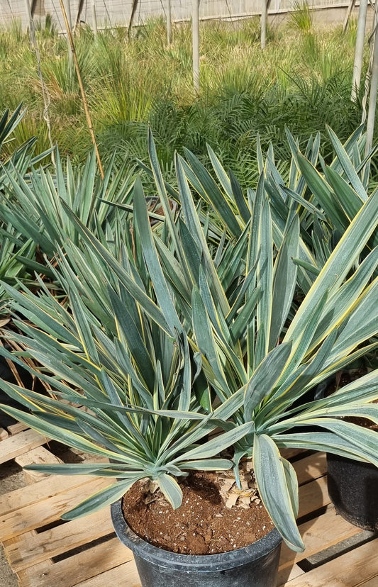 Yucca Gloriosa Variegata Gruppe mit 2 Pflanzen