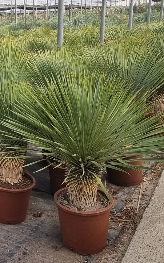 Yucca Rostrata