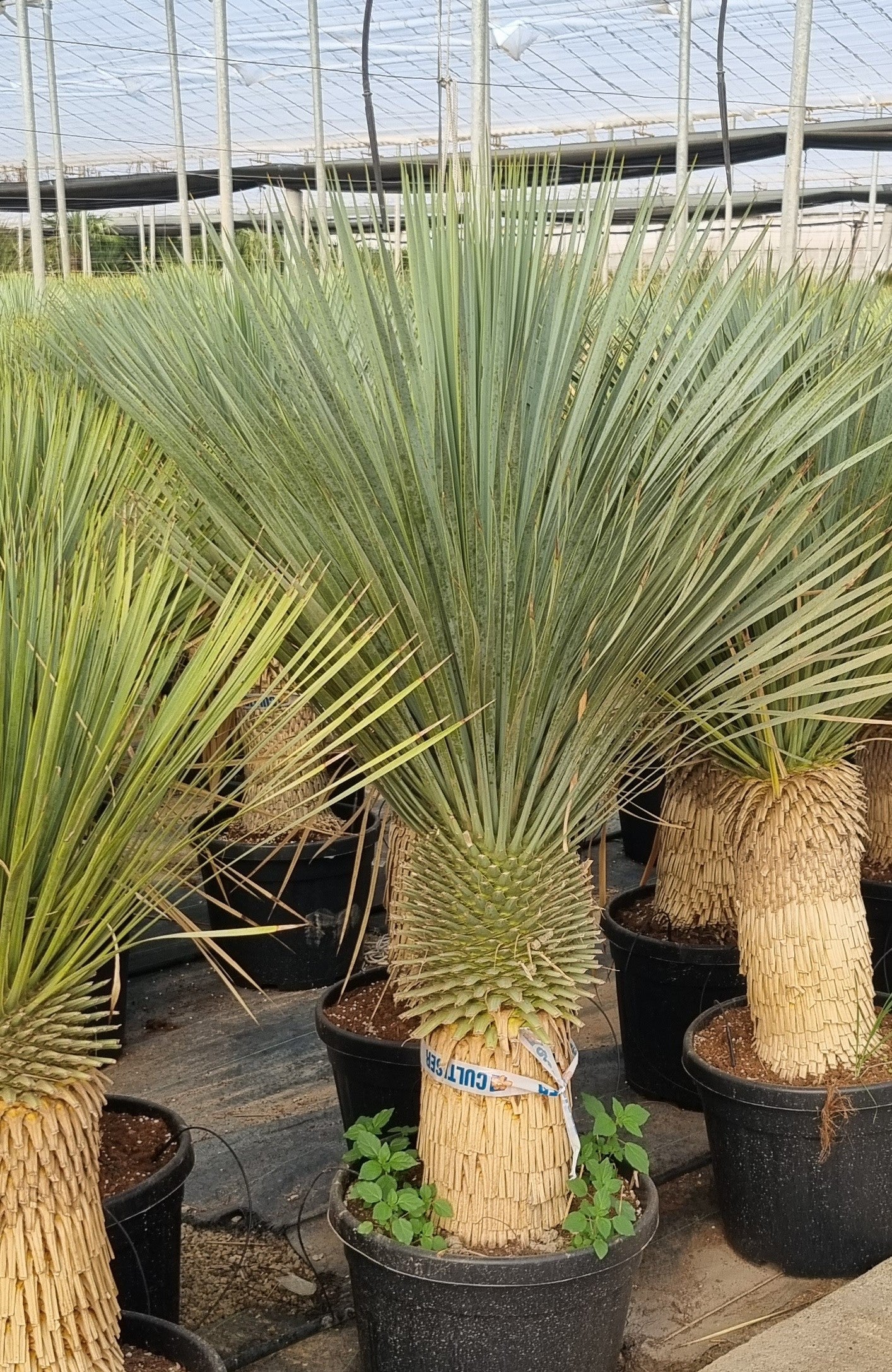 Yucca rostrata 60cm Stamm