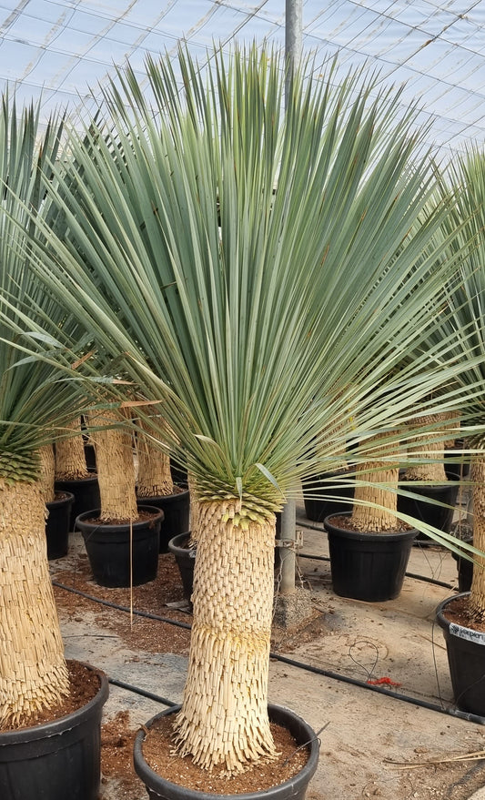 Yucca rostrata  90cm Stamm