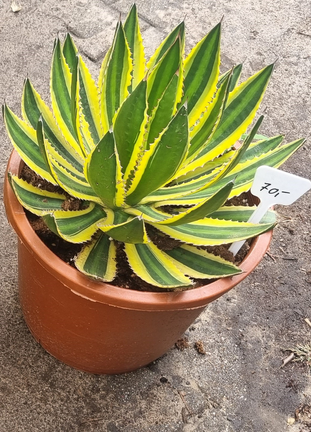 Agave Lopantha Quadricolor