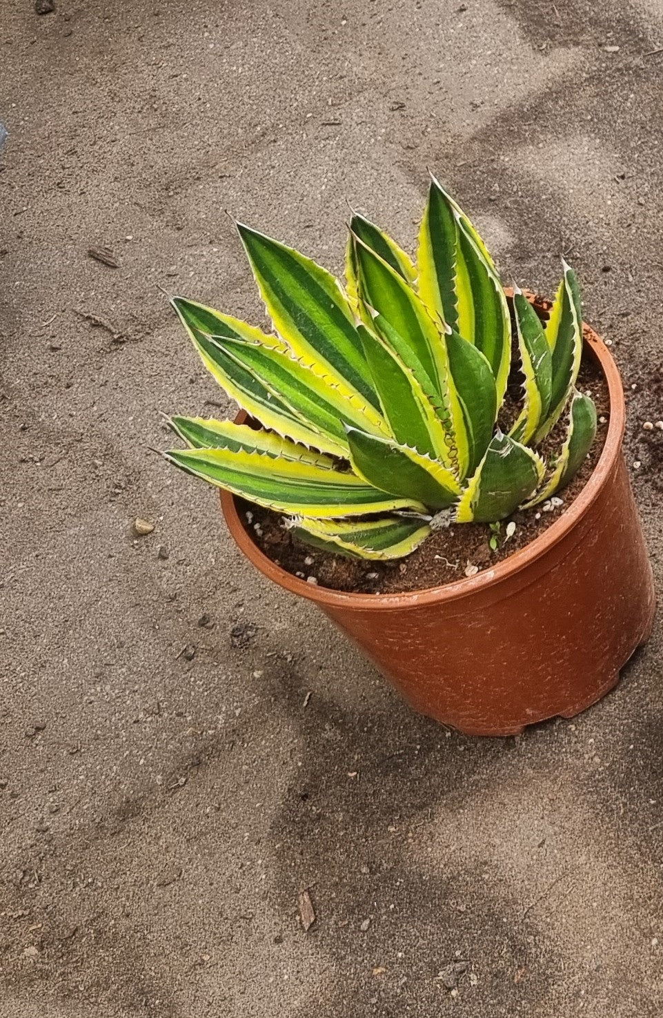 Agave Lopantha Quadricolor