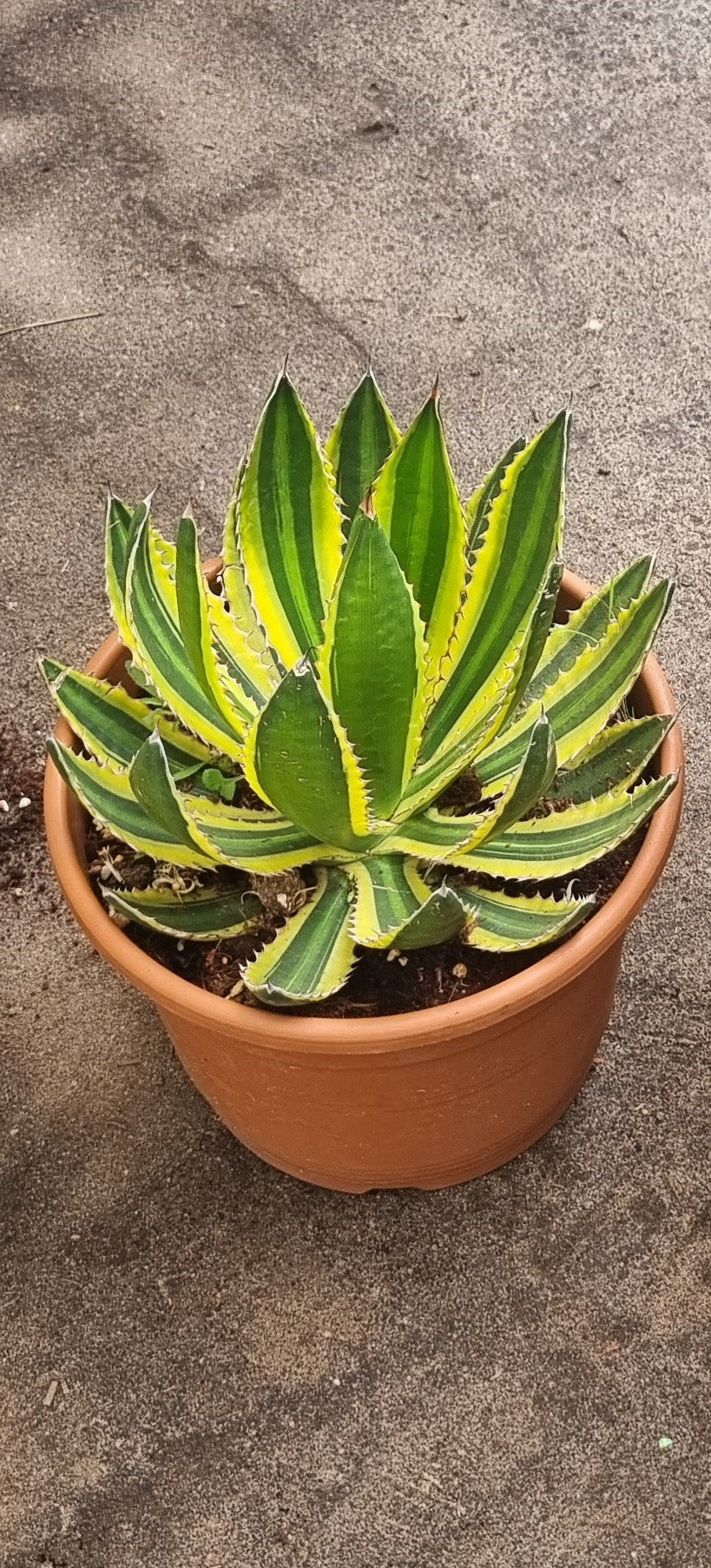 Agave Lopantha Quadricolor