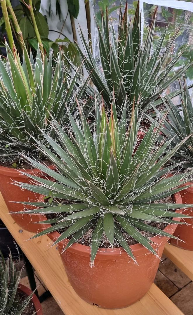 Agave Filifera