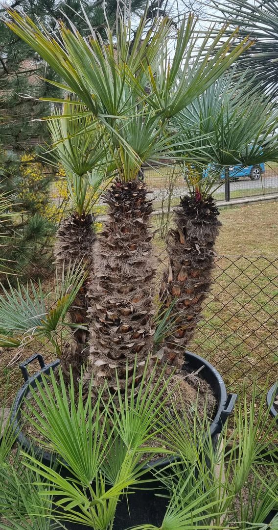 XXL Chamaerops Humilis 80cm+70cm+60cm Stämme