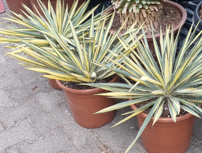 Yucca Filamentosa varigata